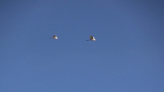 大白鷺 - ML650641837