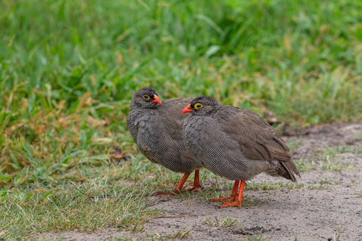 Red-billed Spurfowl - ML650641855