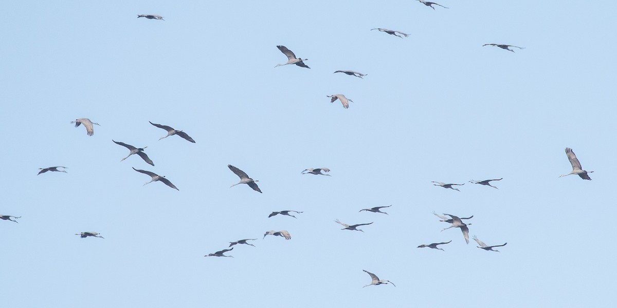 Kanada Turnası - ML650641925