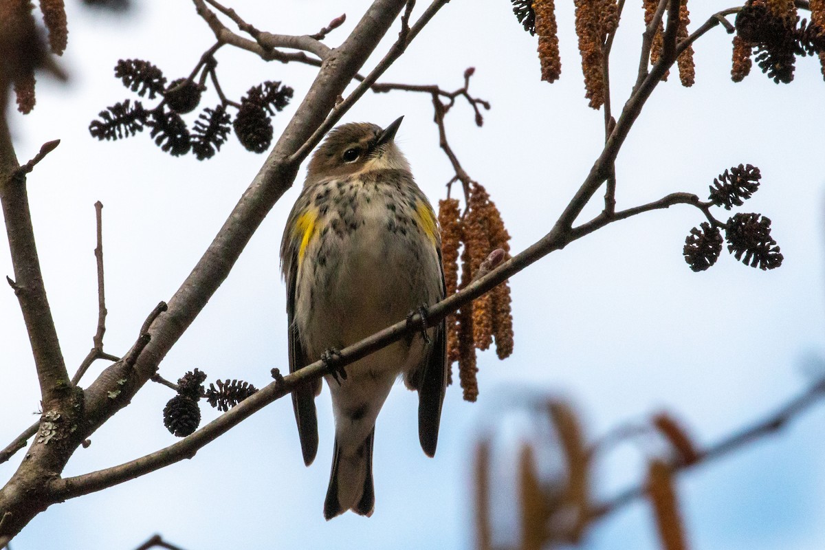 Taçlı Ötleğen - ML650641948