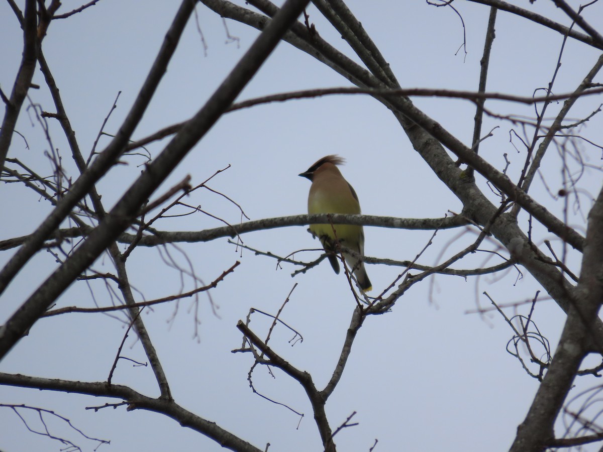 Ampelis Americano - ML650641995