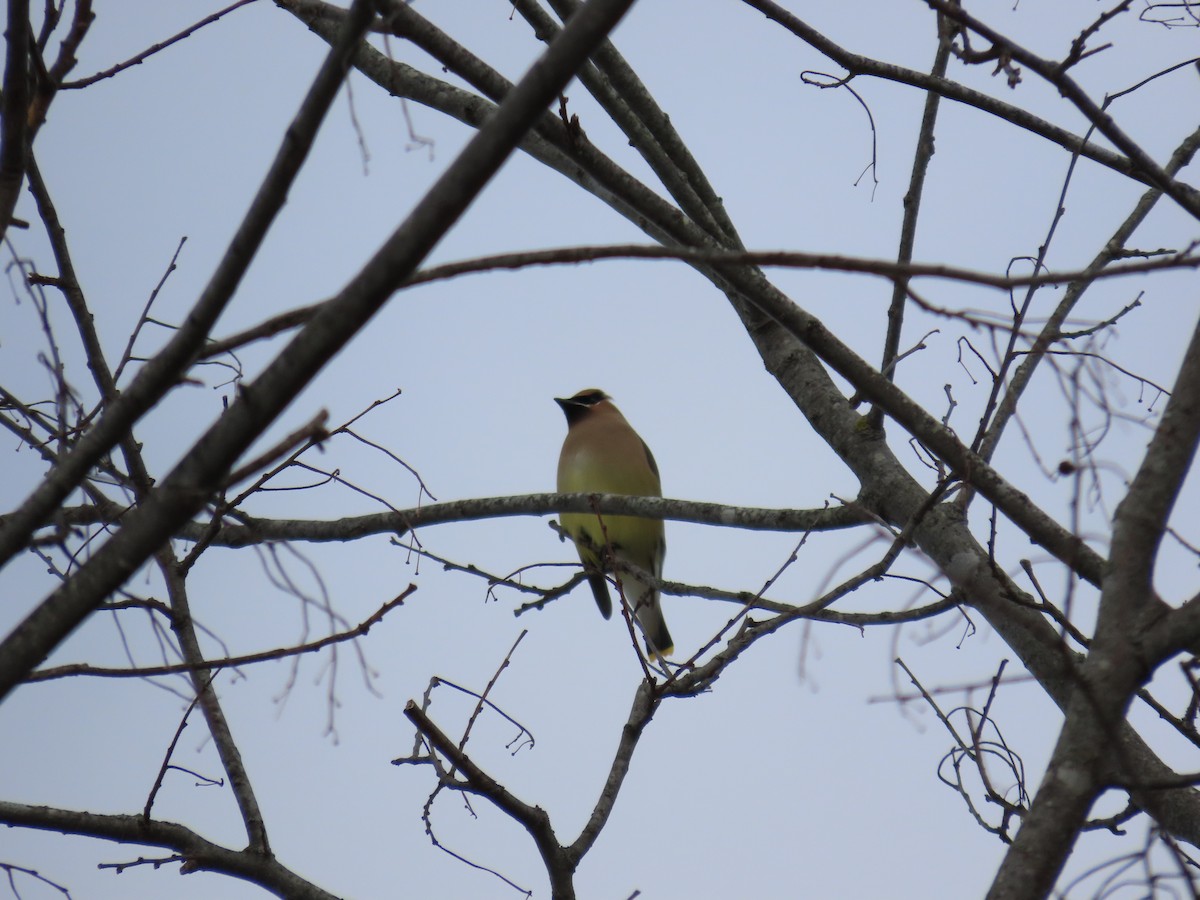 Ampelis Americano - ML650642005