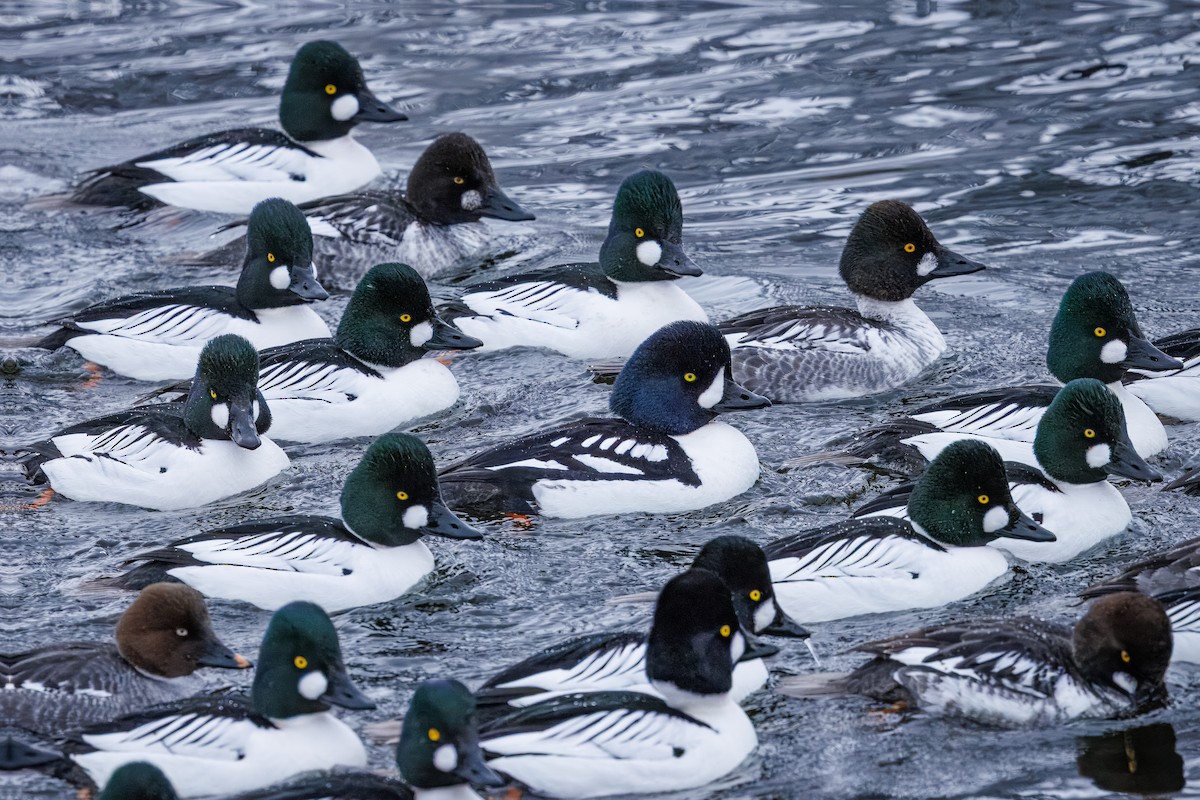 Murgilari islandiarra - ML650642341