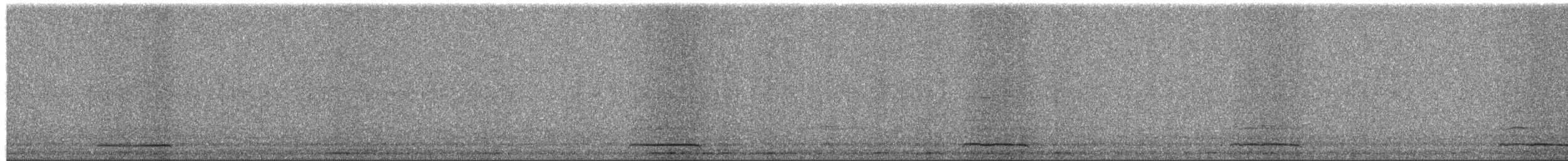 Civetta [gruppo noctua] - ML650642613