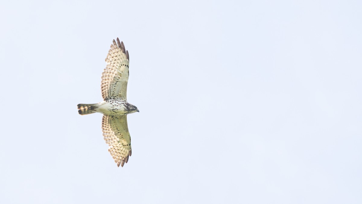 Broad-winged Hawk - ML650642726