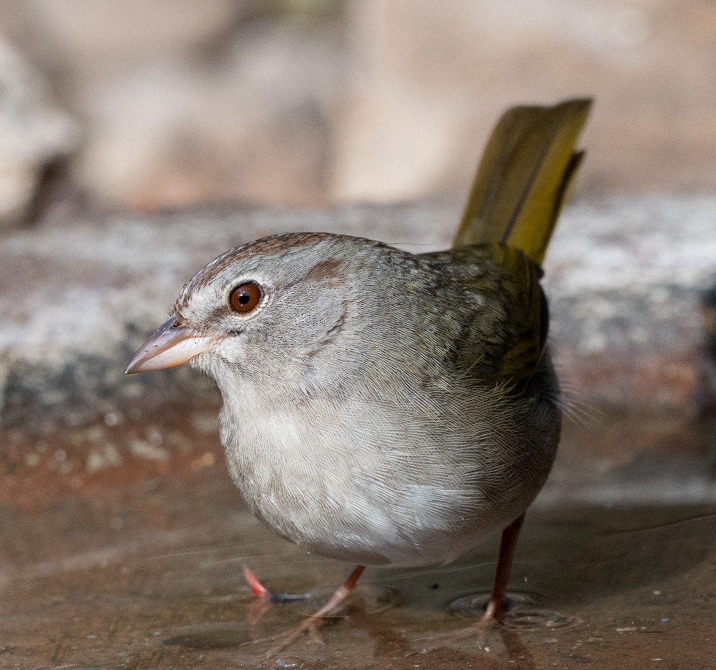 olivenspurv - ML650642737