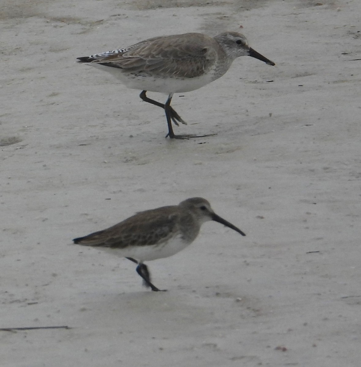 Txirri lodia - ML650642745