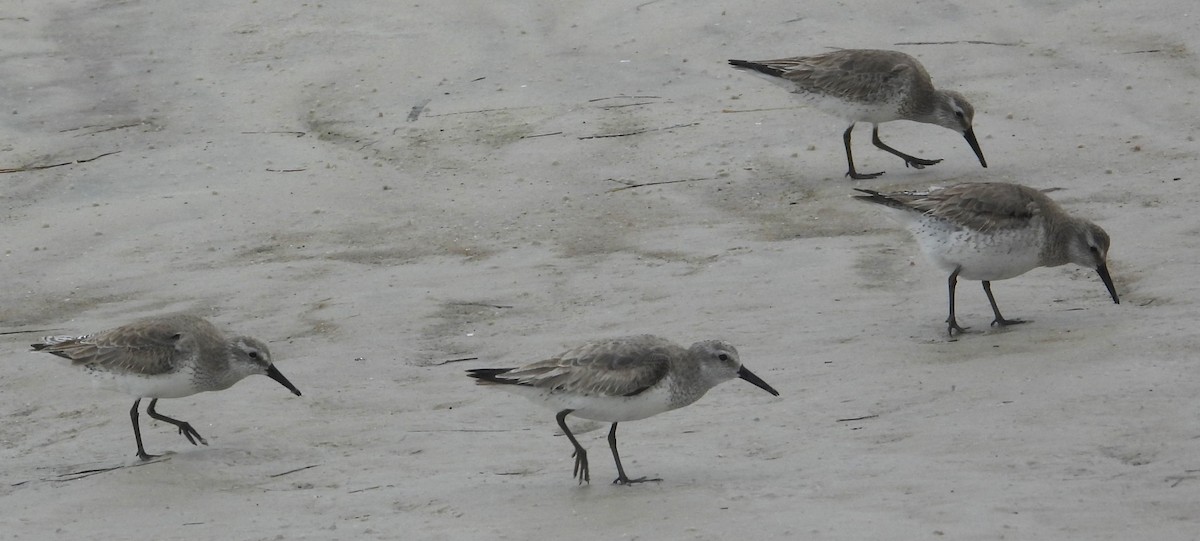 Txirri lodia - ML650642746