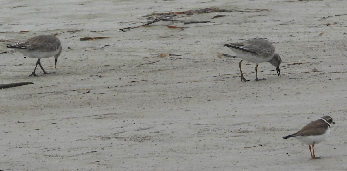 Txirri lodia - ML650642747