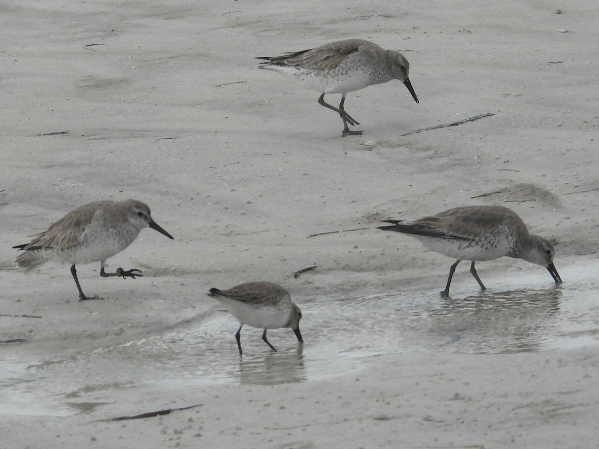 Txirri lodia - ML650642748