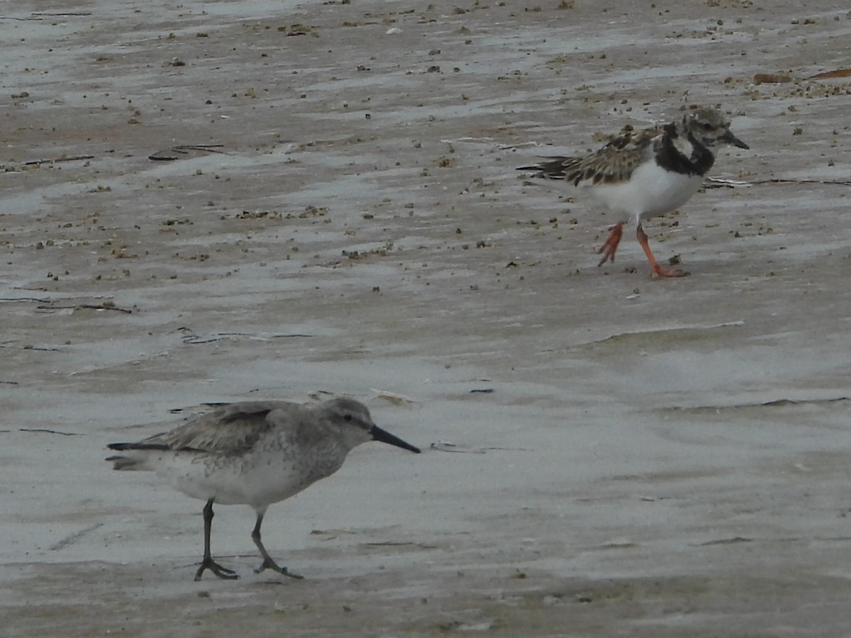 Txirri lodia - ML650642749