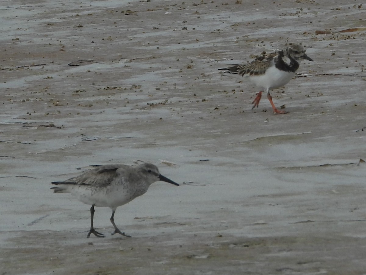 Txirri lodia - ML650642750