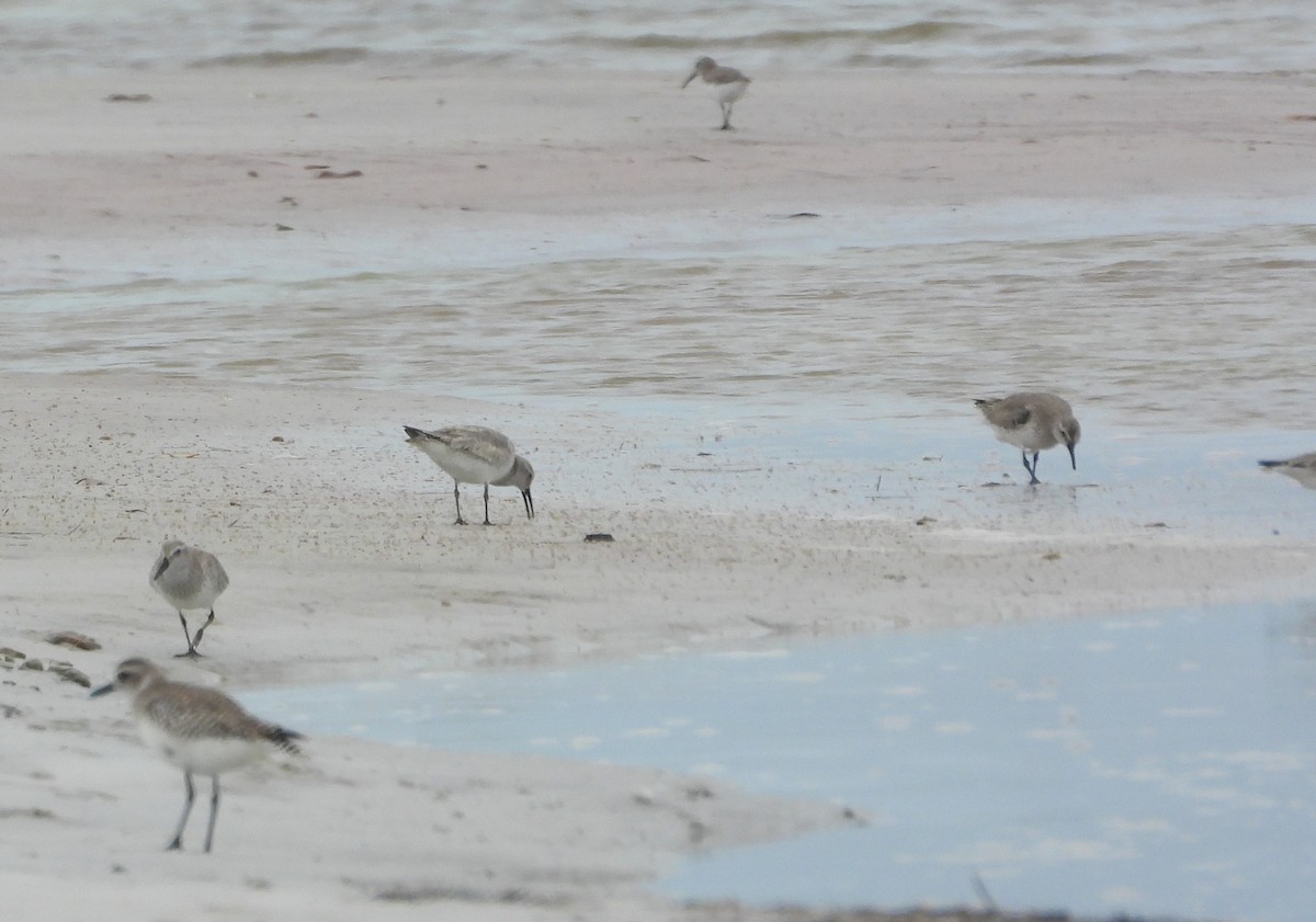 Txirri lodia - ML650642751