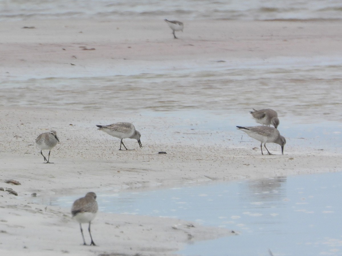 Txirri lodia - ML650642752