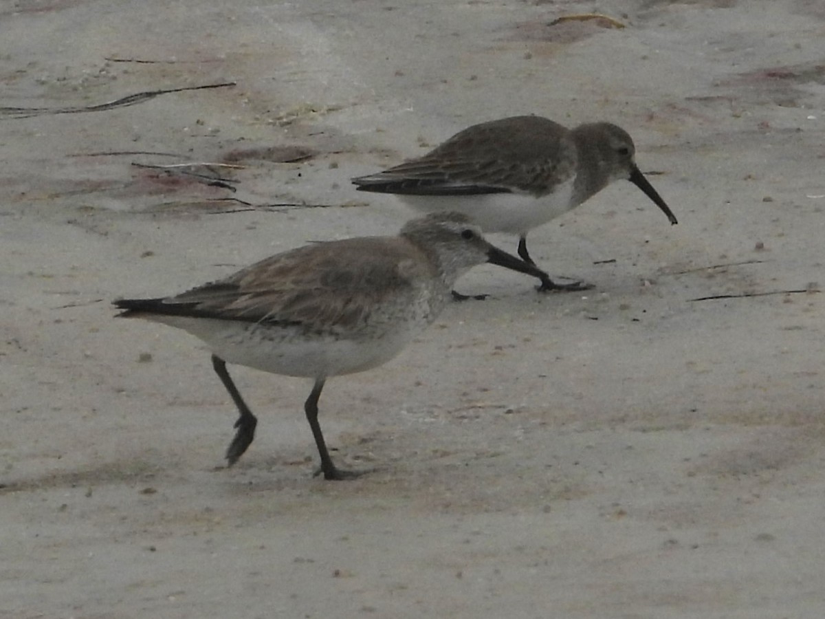 Txirri lodia - ML650642753