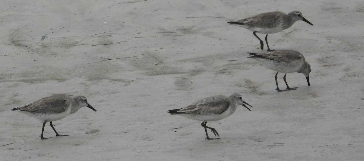 Txirri lodia - ML650642754