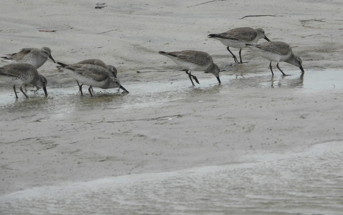 Txirri lodia - ML650642755