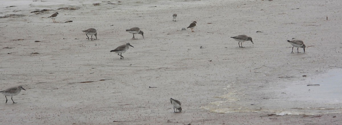 Txirri lodia - ML650642756