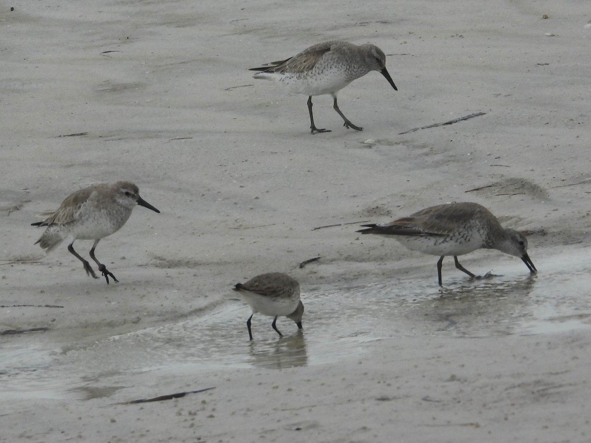 Txirri lodia - ML650642757