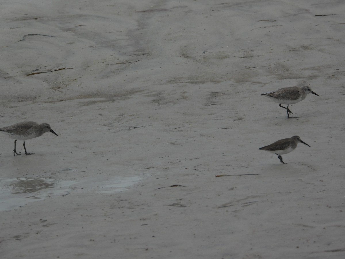 Txirri lodia - ML650642762