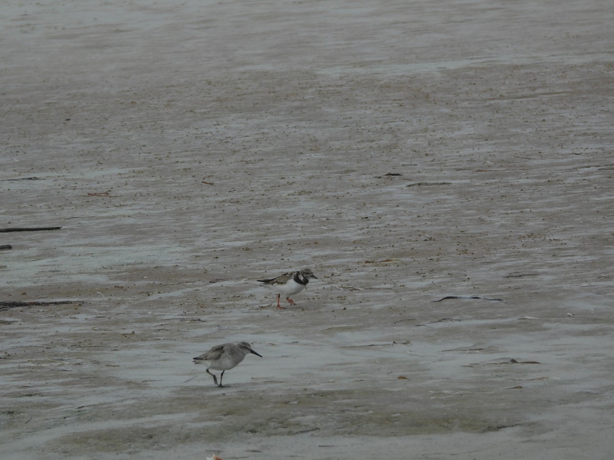 Txirri lodia - ML650642763