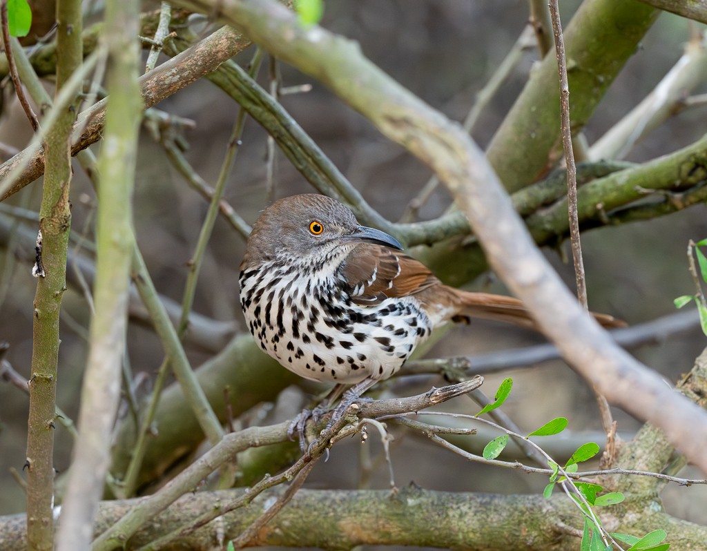 langnebbspottefugl - ML650642768