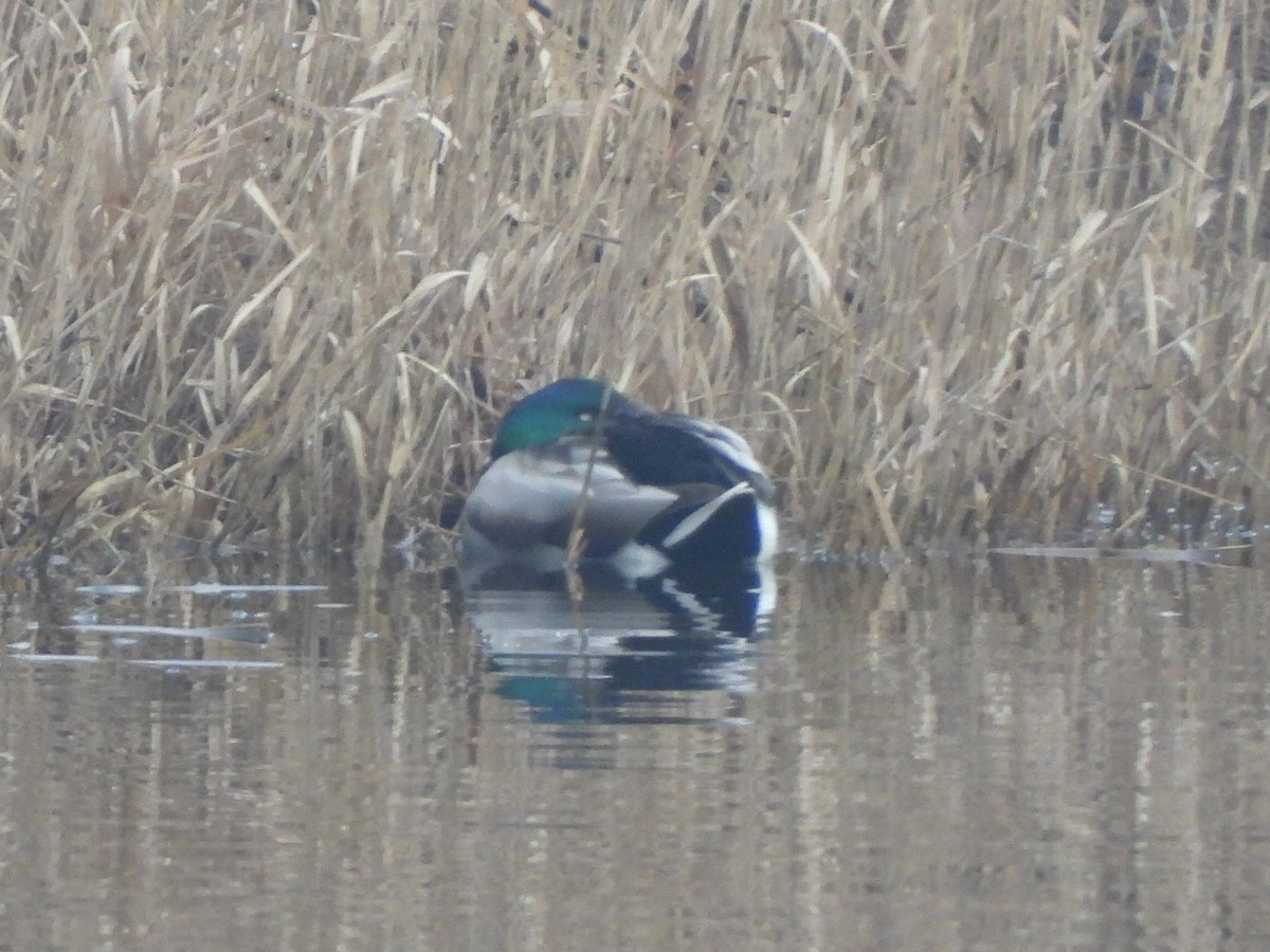 ברכיה - ML650642804