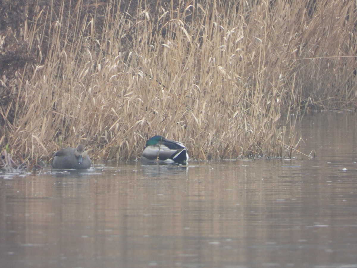 ברכיה - ML650642805