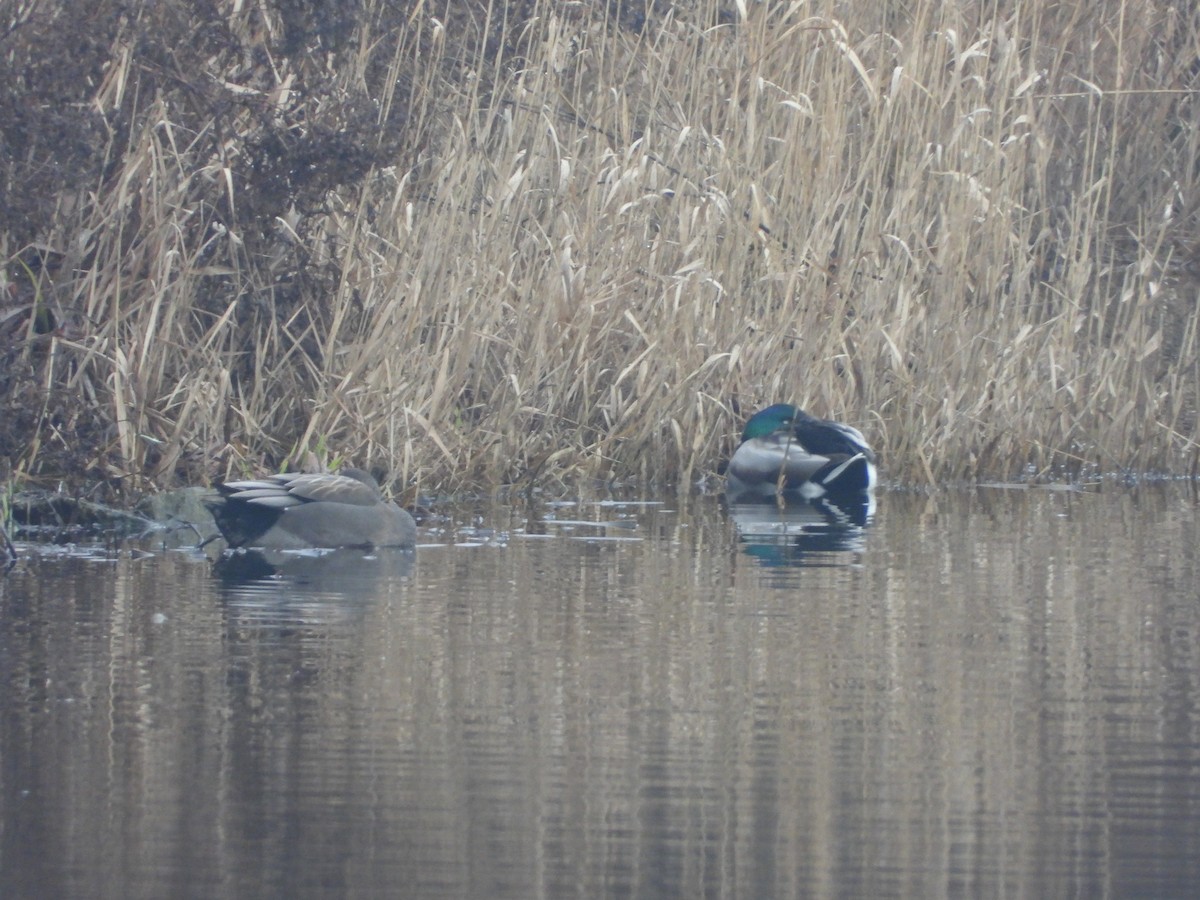 ברכיה - ML650642806