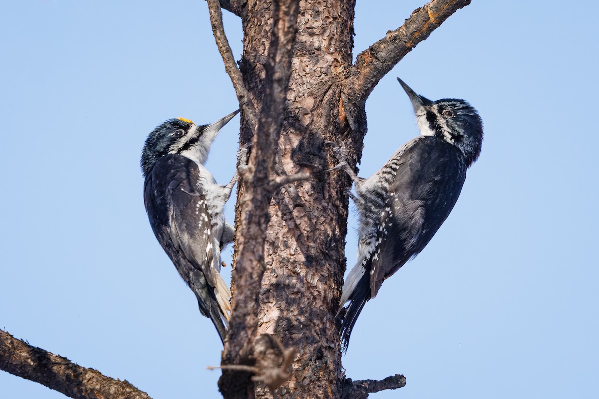 Black-backed Woodpecker - ML650642885