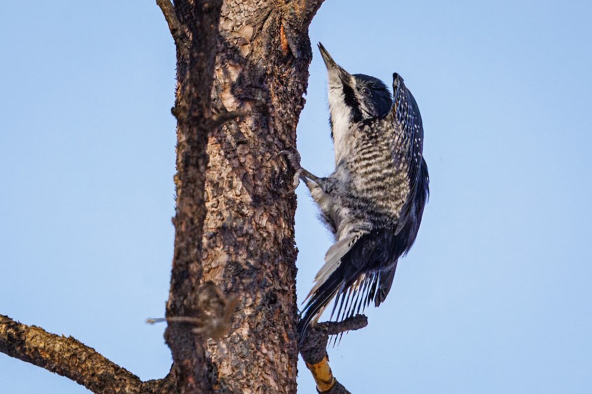 Black-backed Woodpecker - ML650642887