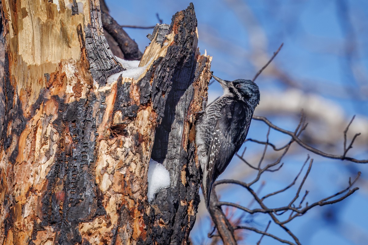 Black-backed Woodpecker - ML650642888