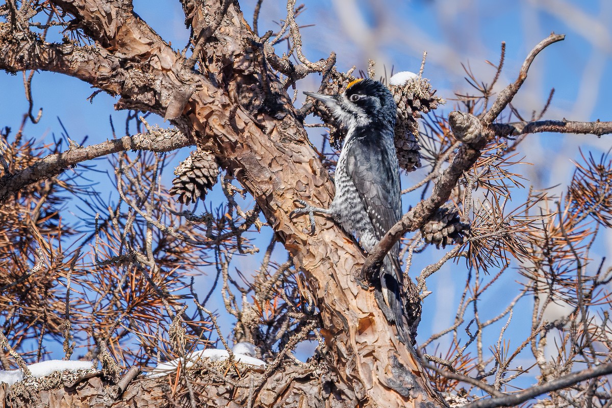 Black-backed Woodpecker - ML650642889