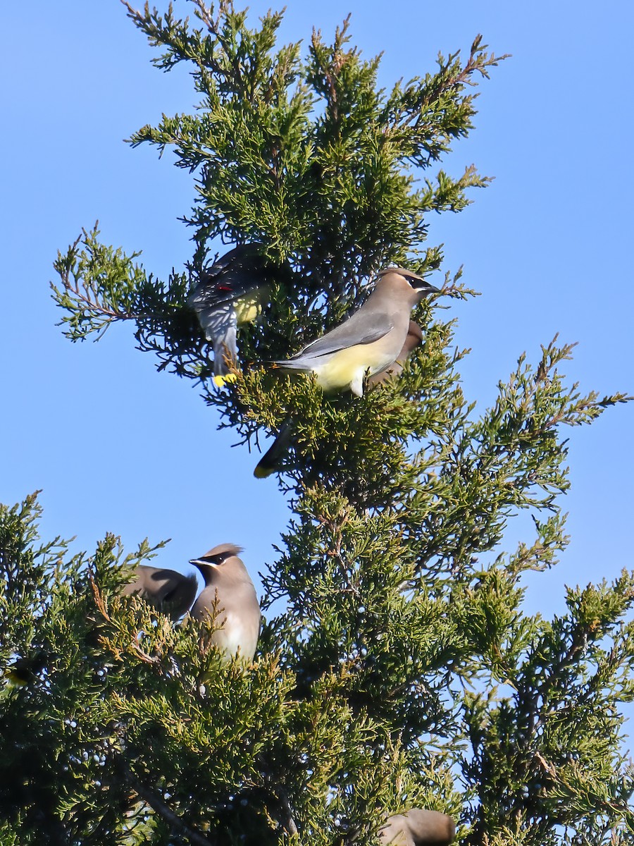 Ampelis Americano - ML650643002