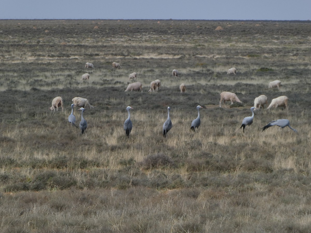 Blue Crane - ML650643045