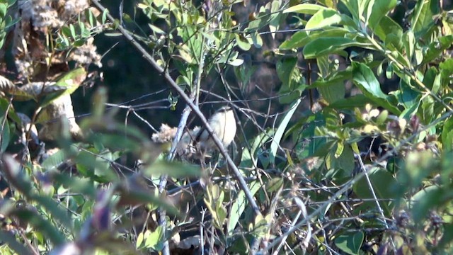 Gray-crowned Prinia - ML650643186