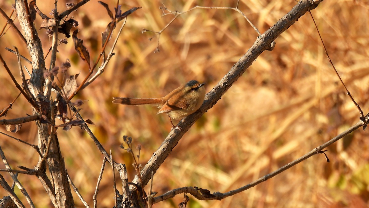 Gray-crowned Prinia - ML650643218