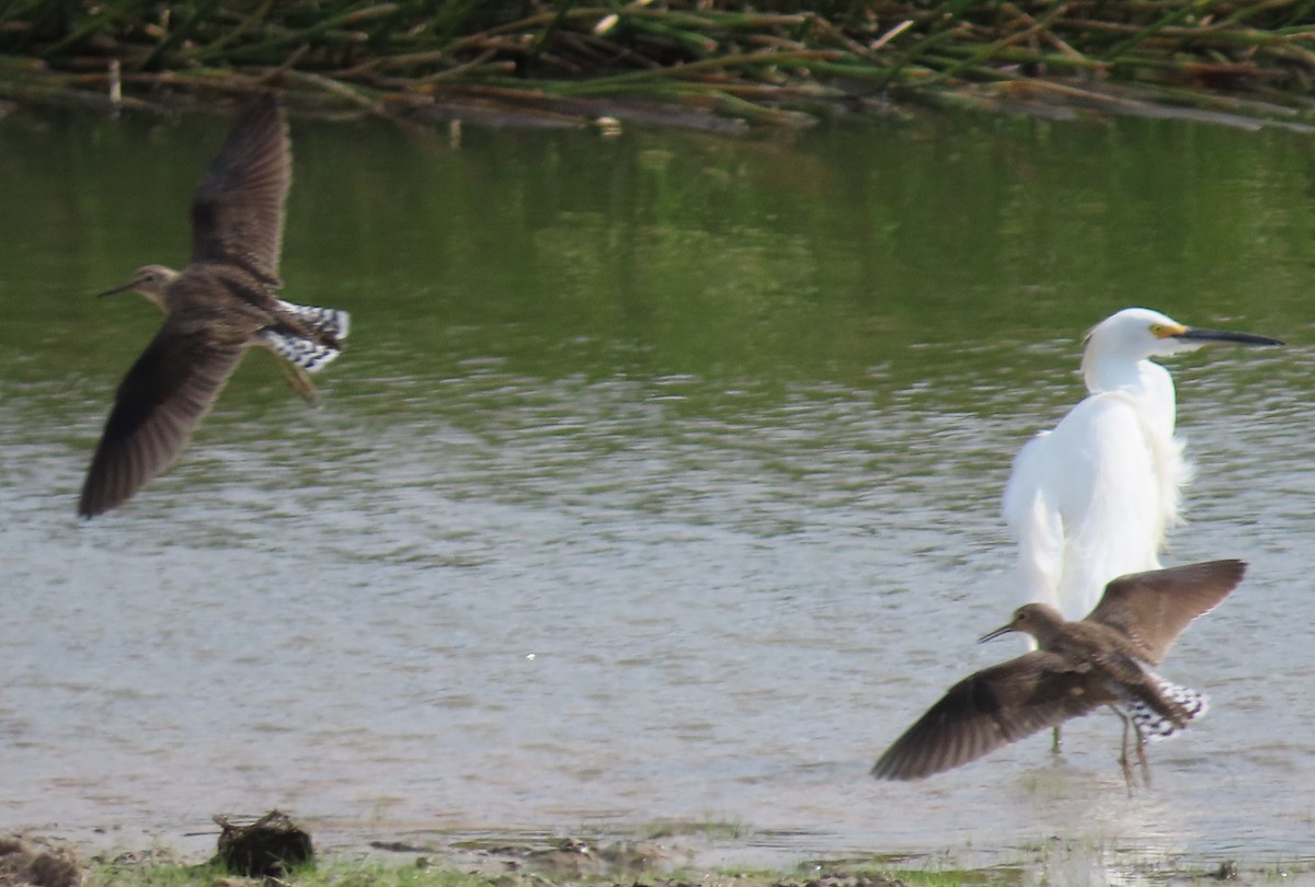 Einsiedelwasserläufer - ML650643237