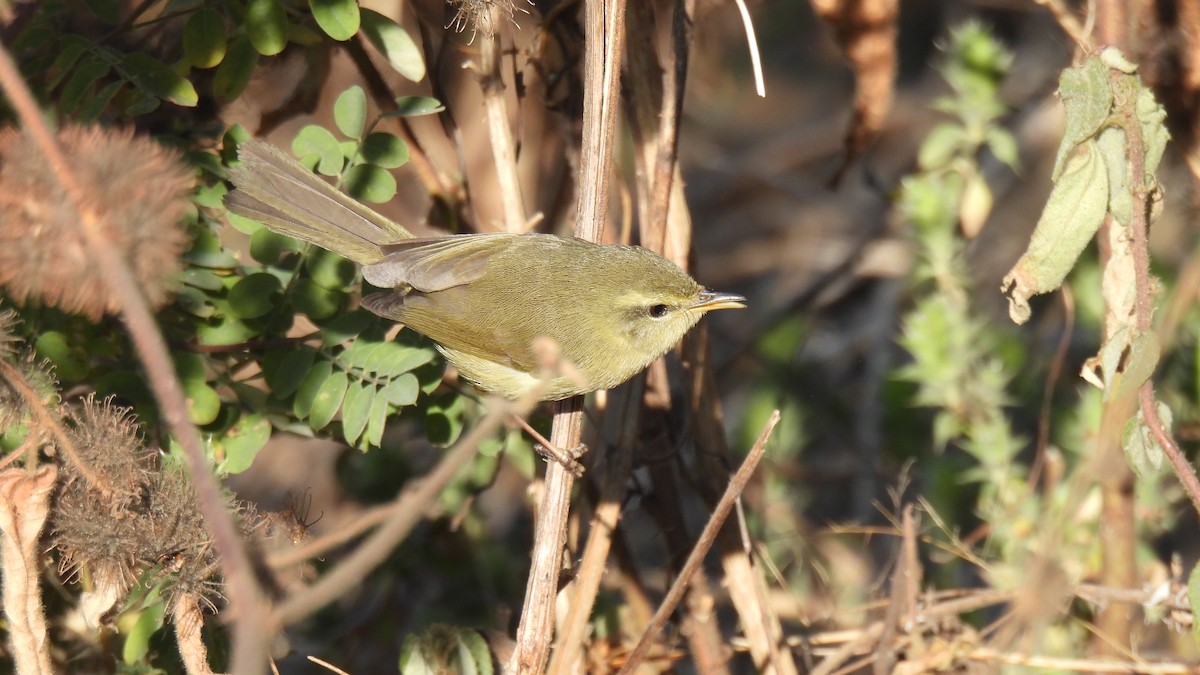 Aberrant Bush Warbler - ML650643265