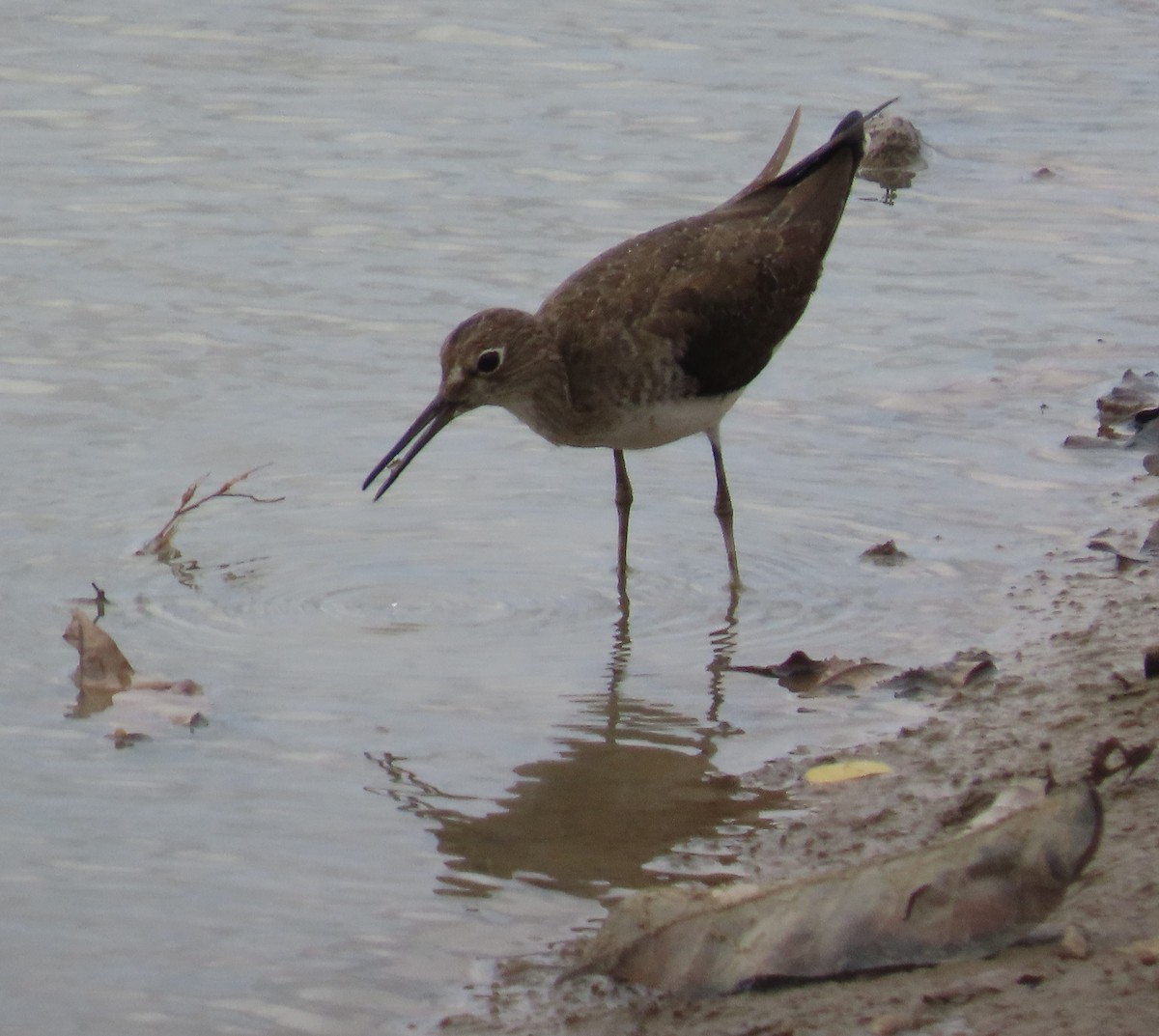 Einsiedelwasserläufer - ML650643527