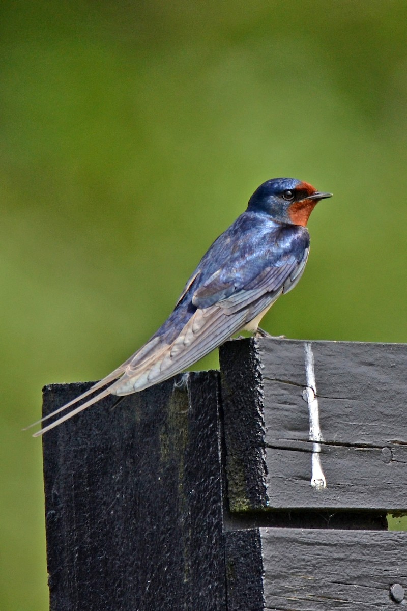 Golondrina Común - ML650643580
