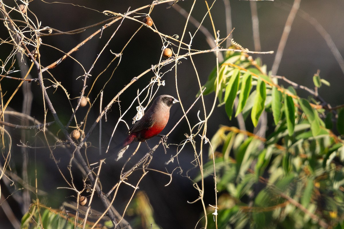 Black-faced Waxbill - ML650643623