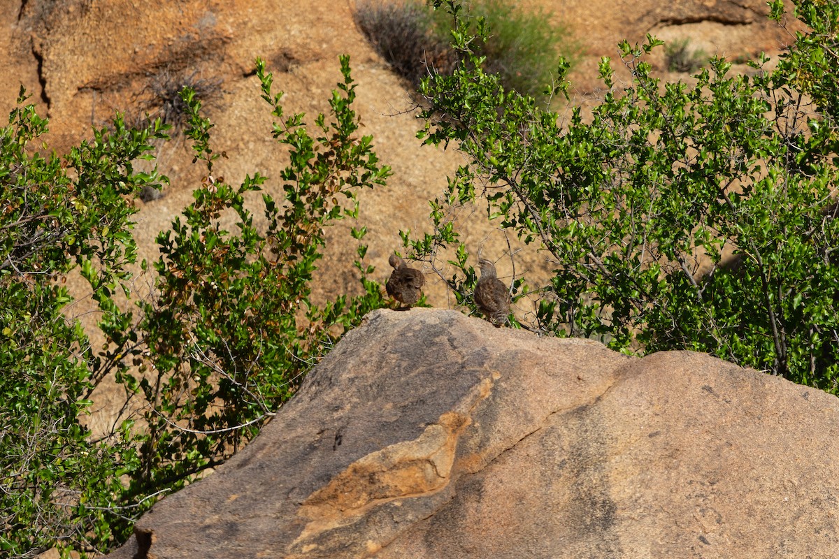 Hartlaub's Spurfowl - ML650643770