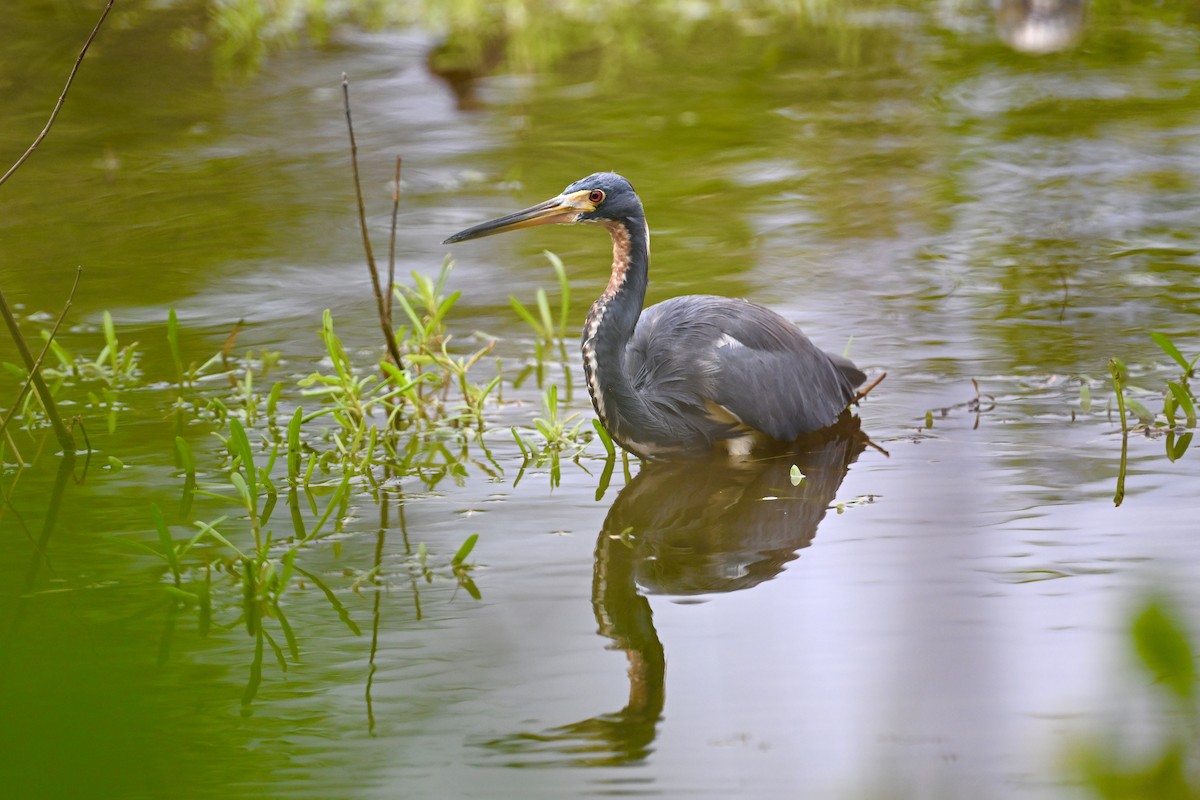 Dreifarbenreiher - ML650643965
