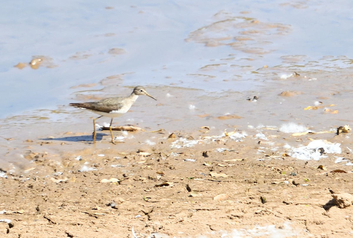 Einsiedelwasserläufer - ML650644396