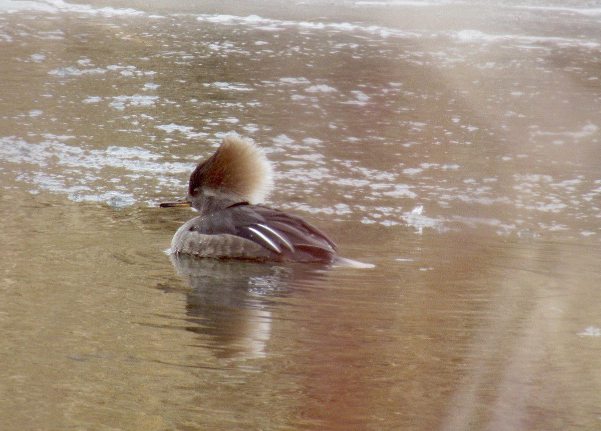 Smergo dal cappuccio - ML650644563