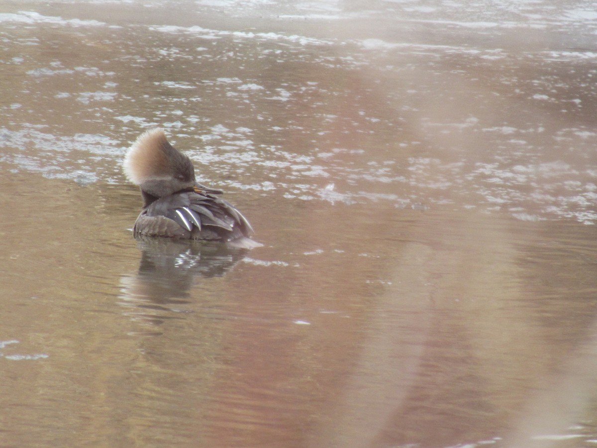 Smergo dal cappuccio - ML650644566