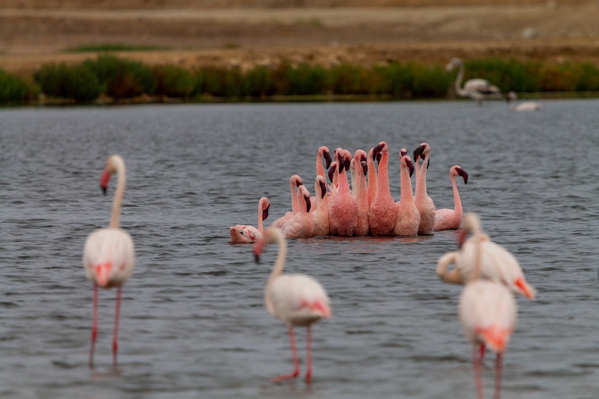 plameňák malý - ML650644598