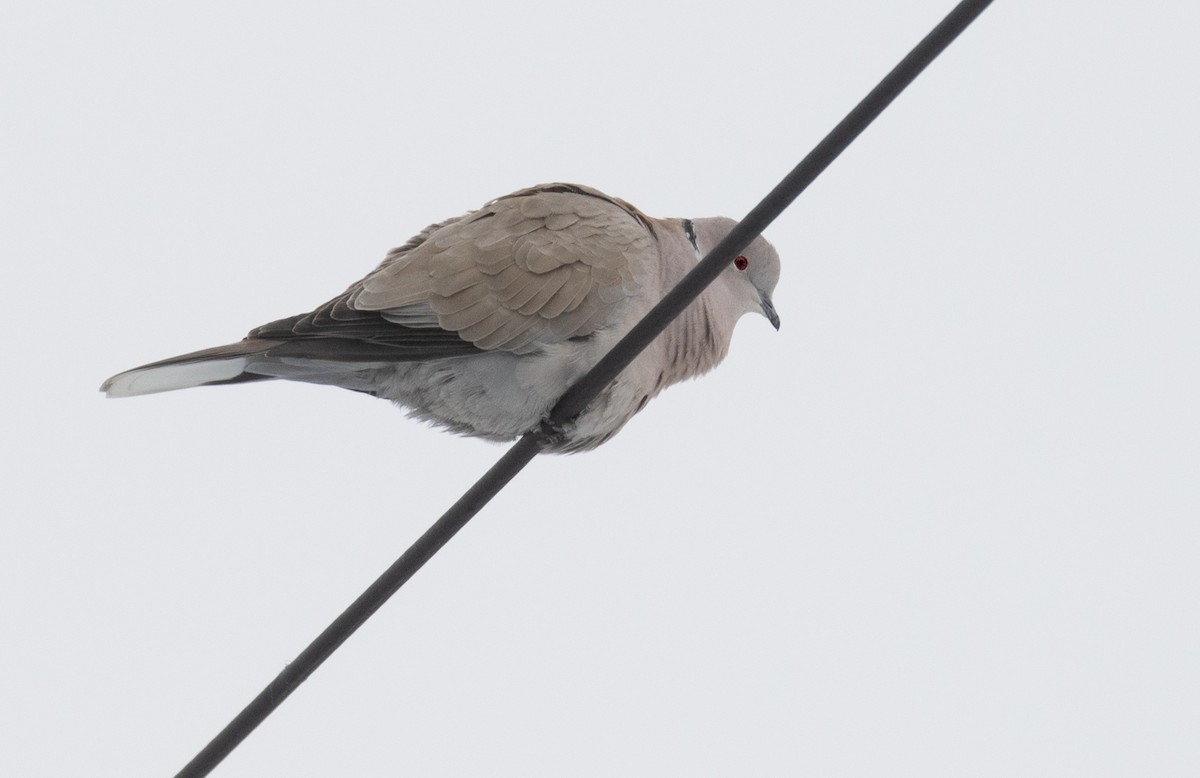 灰斑鳩 - ML650644707