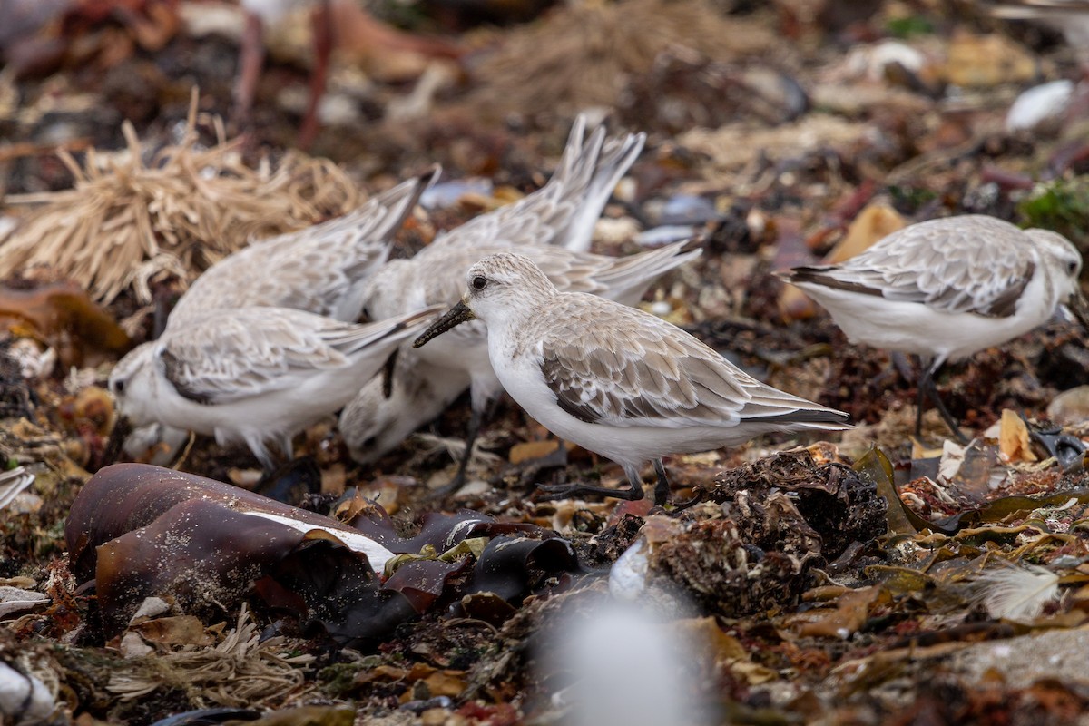 Txirri lodia - ML650644719